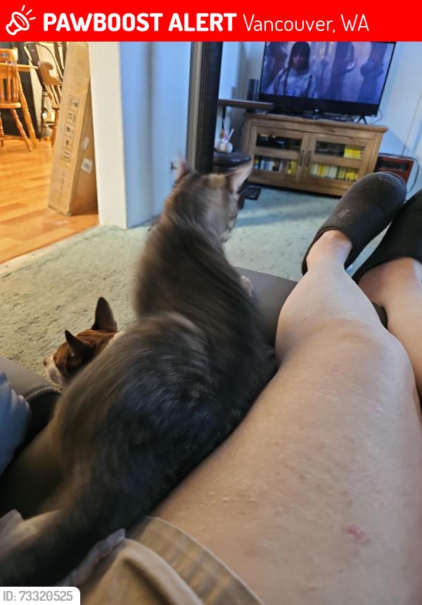 Lost Female Cat last seen 49th, Vancouver, WA 98682