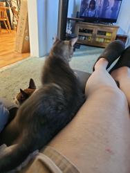 Lost Female Cat last seen 49th, Vancouver, WA 98682
