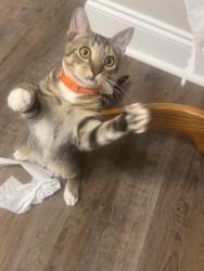Lost Male Cat last seen Cashua dr, Florence, SC 29501