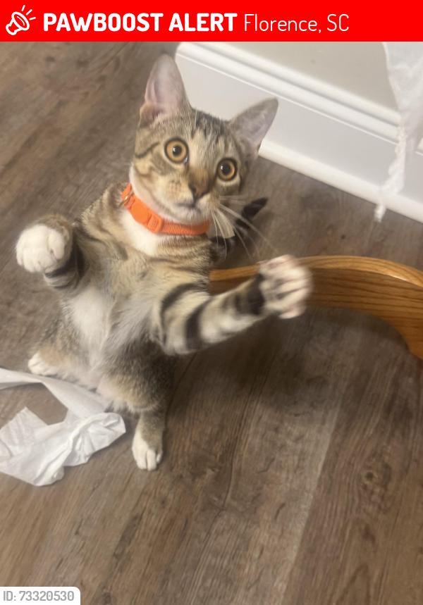 Lost Male Cat last seen Cashua dr, Florence, SC 29501