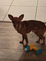 Found/Stray Male Dog last seen Spring Hill Dr., Spring Hill, FL 34606