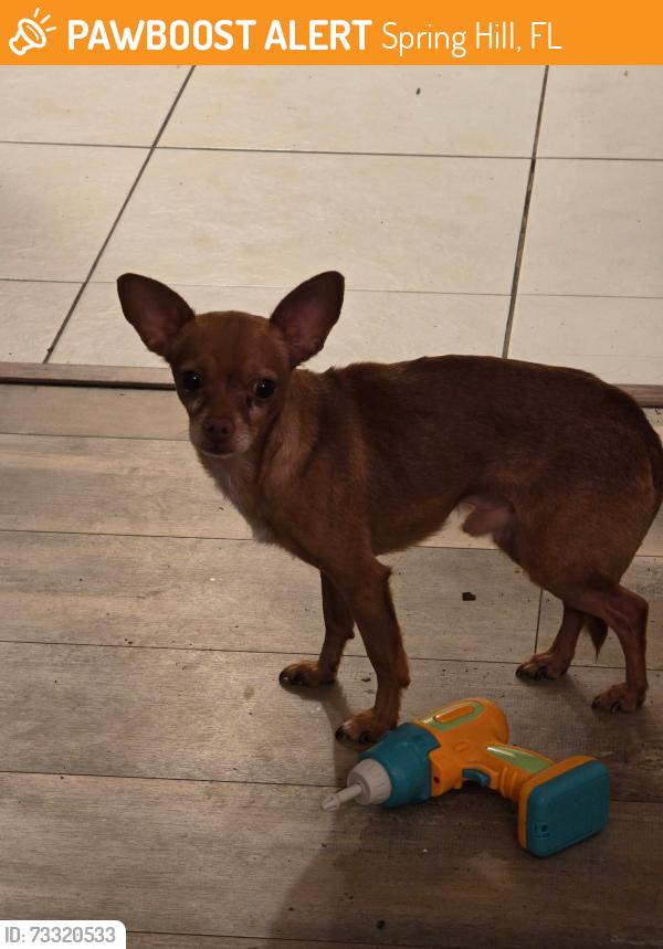 Found/Stray Male Dog last seen Spring Hill Dr., Spring Hill, FL 34606