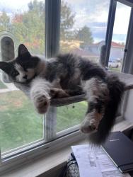 Reunited Male Cat last seen Hamilton & Flower, Lakewood, CO 80227