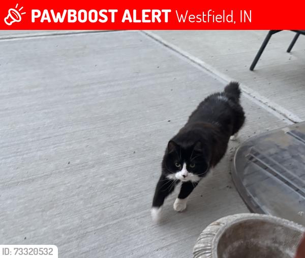 Lost Male Cat last seen 151st and Carey Road, Westfield, IN 46033