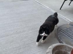 Lost Male Cat last seen 151st and Carey Road, Westfield, IN 46033