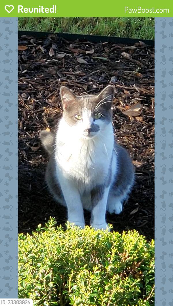 Reunited Male Cat last seen Alydar Cir, Boerne, TX 78015