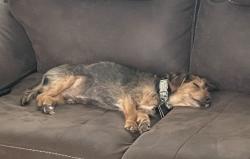 Reunited Male Dog last seen Magdalena,Meriwether St., Las Cruces, NM 88005