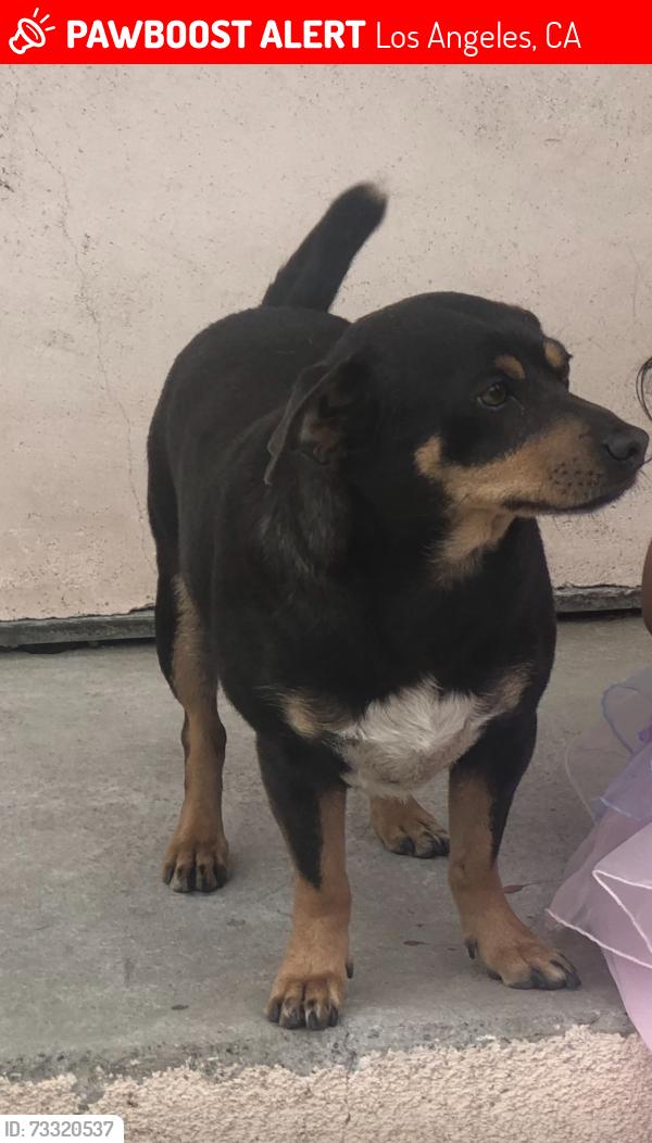 Lost Male Dog last seen 74th st and San pedro, Los Angeles, CA 90003