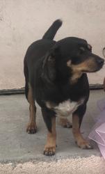 Lost Male Dog last seen 74th st and San pedro, Los Angeles, CA 90003