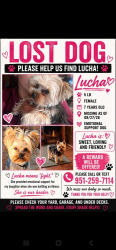 Lost Female Dog last seen Rubidioux, Riverside, CA 92504