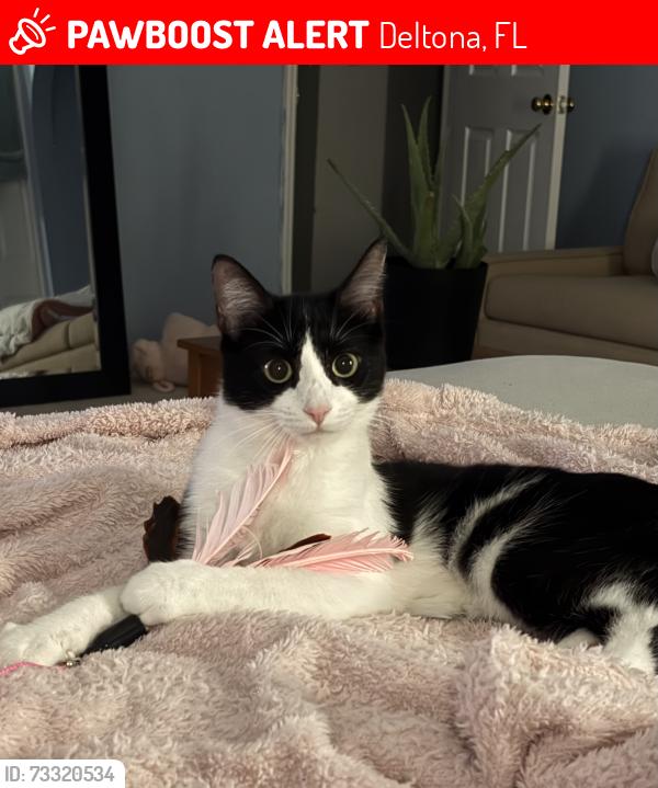 Lost Female Cat last seen Leland Drive Deltona, Deltona, FL 32725