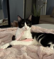 Lost Female Cat last seen Leland Drive Deltona, Deltona, FL 32725