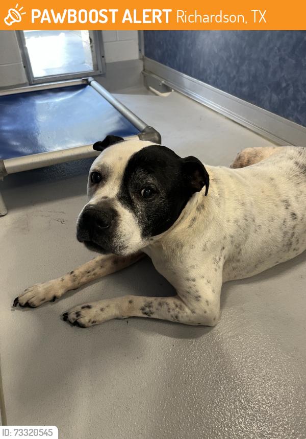 Found/Stray Male Dog last seen Beltline, Richardson, TX 75083