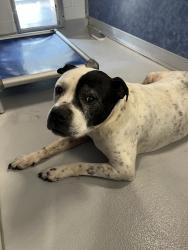 Found/Stray Male Dog last seen Beltline, Richardson, TX 75083