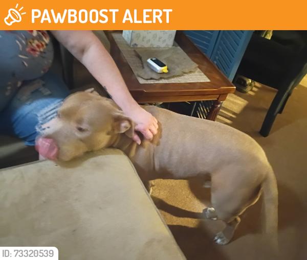 Found/Stray Male Dog last seen Grandwood ln and gumtreeln, Wood Trail Village, FL 34653