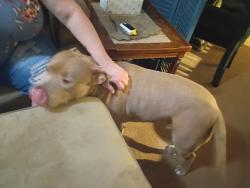 Found/Stray Male Dog last seen Grandwood ln and gumtreeln, Wood Trail Village, FL 34653