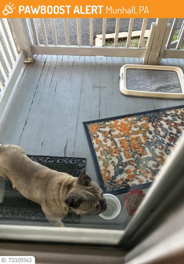 Found/Stray Unknown Dog last seen Munhall, Main & W. Edna, Munhall, PA 15120