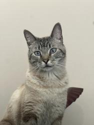 Lost Male Cat last seen Old Alton Road, Copper Canyon Road, Argyle, TX 76226