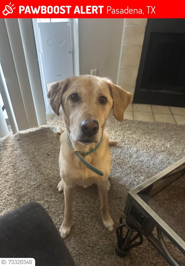 Lost Male Dog last seen Wentworth and Alastair, Pasadena, TX 77506