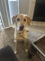 Lost Male Dog last seen Wentworth and Alastair, Pasadena, TX 77506