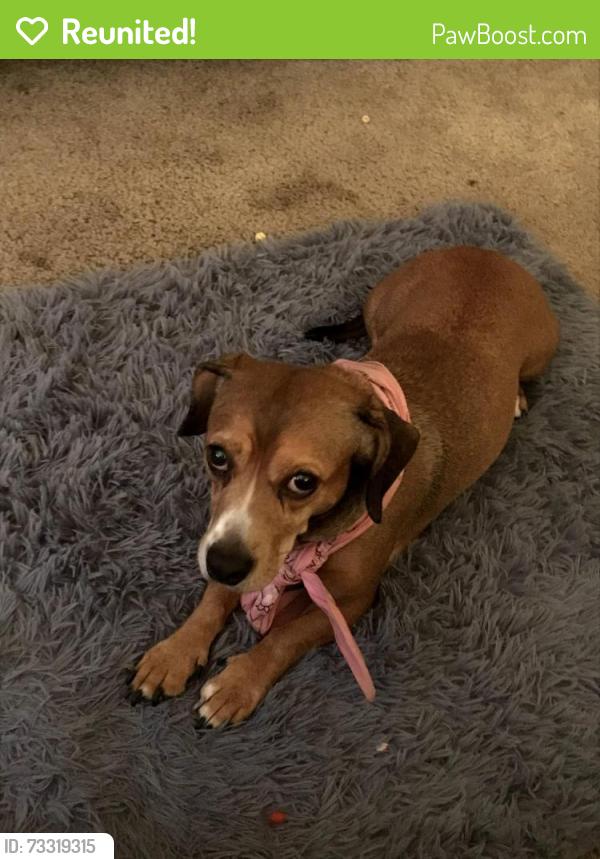 Reunited Female Dog last seen Veanna Drive, Fayetteville, NC 28301