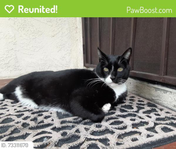 Reunited Female Cat last seen Borson St and Verdura Ave, Downey, CA 90242