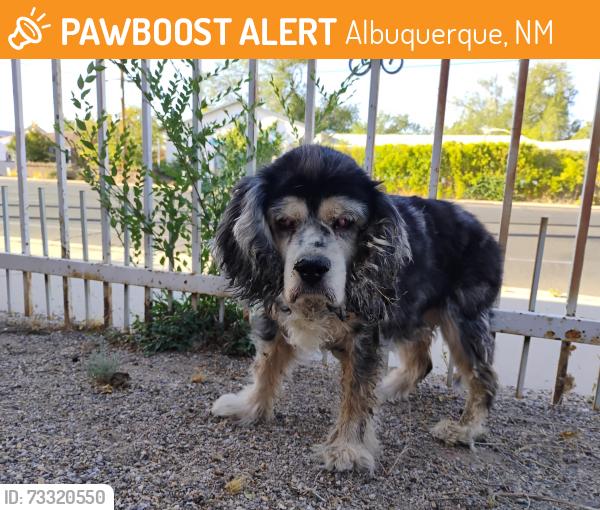 Found/Stray Unknown Dog last seen Candelaria and Rio grande, Albuquerque, NM 87107