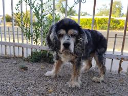 Found/Stray Unknown Dog last seen Candelaria and Rio grande, Albuquerque, NM 87107