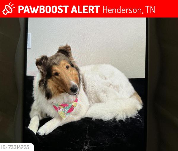Lost Female Dog last seen Near Emerson Rd., Henderson, TN 38340