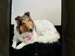 Lost Female Dog last seen Near Emerson Rd., Henderson, TN 38340