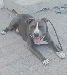 Reunited Male Dog last seen 3ra, Tijuana, B.C. 22010