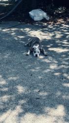 Lost Female Dog last seen Near Riggs rd, Hyattsville, MD 20783
