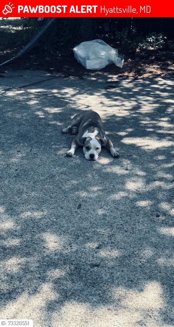 Lost Female Dog last seen Near Riggs rd, Hyattsville, MD 20783