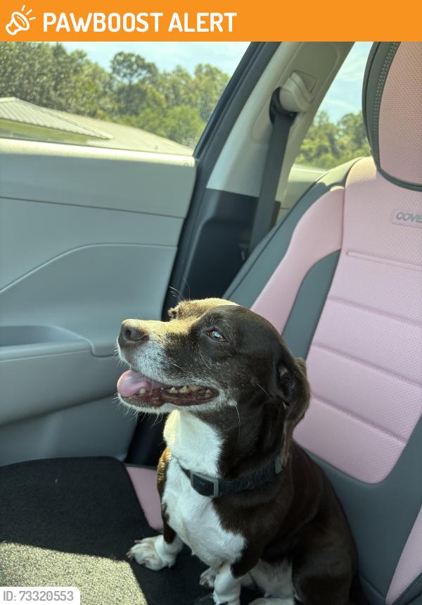 Found/Stray Female Dog last seen Deltona Blvd, St. Johns County, FL 32086