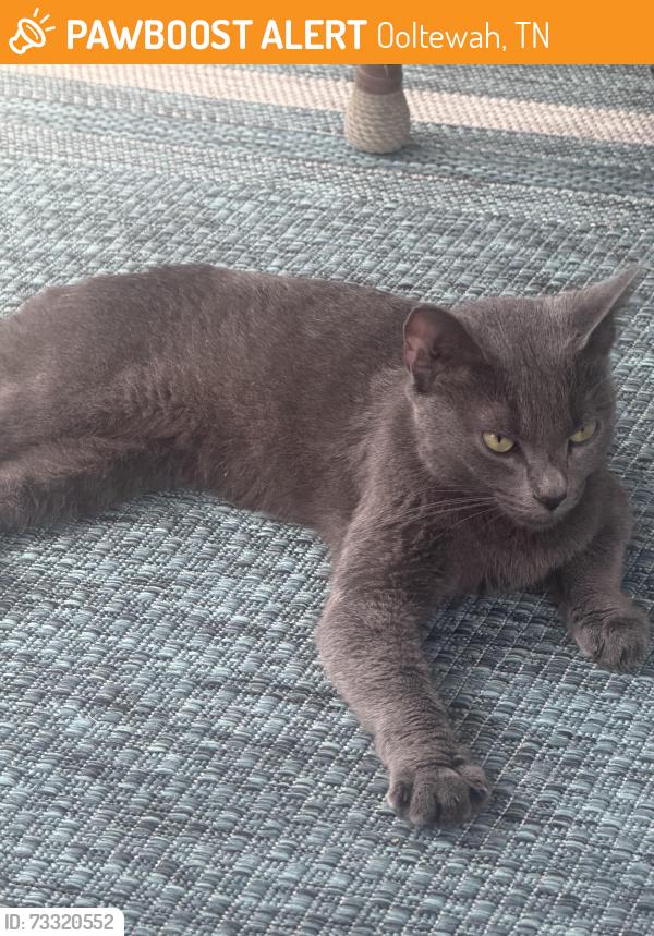 Found/Stray Female Cat last seen East Hamilton high school, Ooltewah, TN 37363