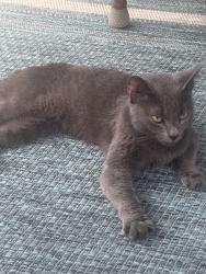 Found/Stray Female Cat last seen East Hamilton high school, Ooltewah, TN 37363