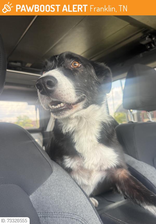 Found/Stray Male Dog last seen Cool Springs Galleria Mall, Franklin, TN 37067
