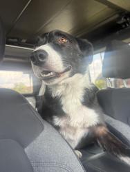 Found/Stray Male Dog last seen Cool Springs Galleria Mall, Franklin, TN 37067