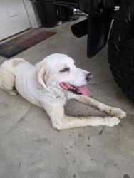 Reunited Male Dog last seen Hendricks Drive, Silsbee, TX 77656