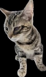 Shelter Stray Female Cat last seen , 1850 W 60th St, Los Angeles, CA 90047, USA