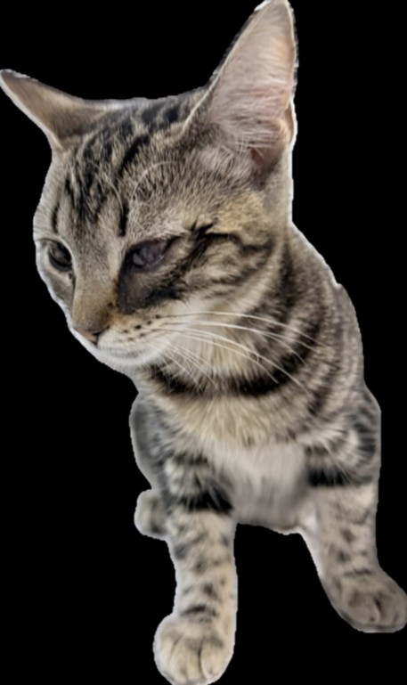 Shelter Stray Female Cat last seen , 1850 W 60th St, Los Angeles, CA 90047, USA