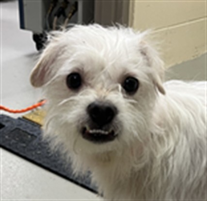 Shelter Stray Male Dog last seen 17/92 & 426, 232 Eslinger Way, Sanford, FL 32773, USA