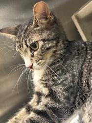 Shelter Stray Unknown Cat last seen , 232 Eslinger Way, Sanford, FL 32773, USA
