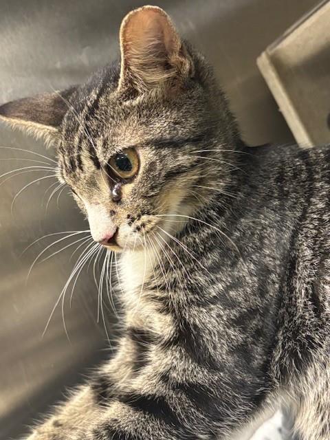 Shelter Stray Unknown Cat last seen , 232 Eslinger Way, Sanford, FL 32773, USA