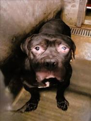 Shelter Stray Male Dog last seen , 1850 W 60th St, Los Angeles, CA 90047, USA