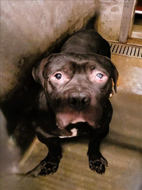 Shelter Stray Male Dog last seen , 1850 W 60th St, Los Angeles, CA 90047, USA