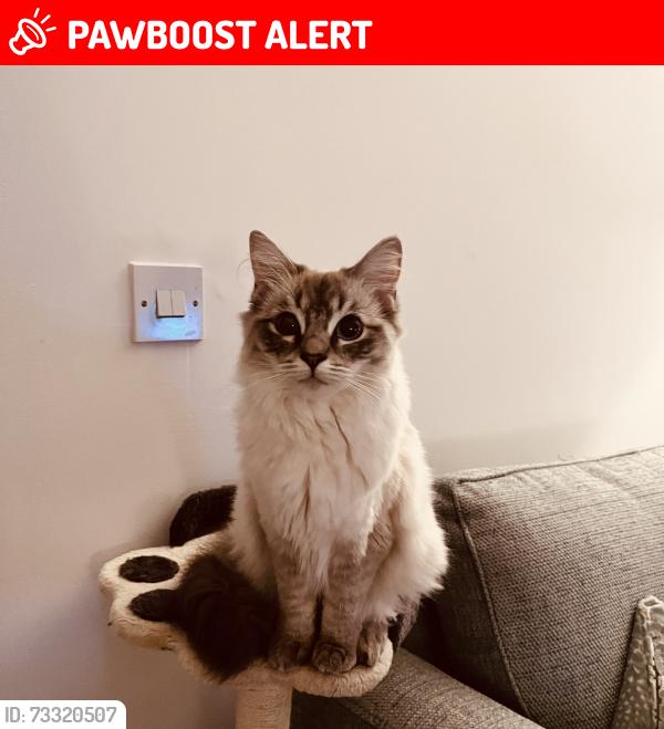 Lost Female Cat last seen Robins meadow, Worcestershire, England WR11 4RP