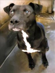 Shelter Stray Male Dog last seen , 1850 W 60th St, Los Angeles, CA 90047, USA