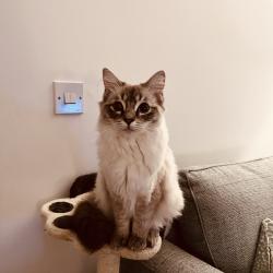 Lost Female Cat last seen Robins meadow, Worcestershire, England WR11 4RP