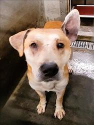 Shelter Stray Male Dog last seen , 1850 W 60th St, Los Angeles, CA 90047, USA
